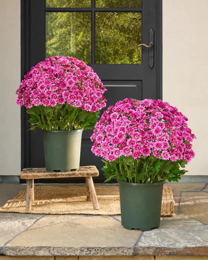 💥Last Day Each - Artificial Outdoor Sunset Mums Flowers - Waterproof, Windproof