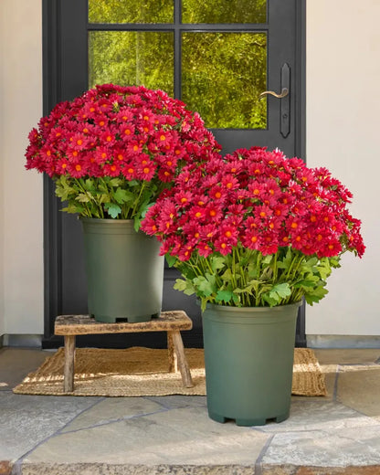 💥Last Day Each - Artificial Outdoor Sunset Mums Flowers - Waterproof, Windproof