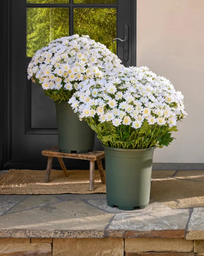 💥Last Day Each - Artificial Outdoor Sunset Mums Flowers - Waterproof, Windproof